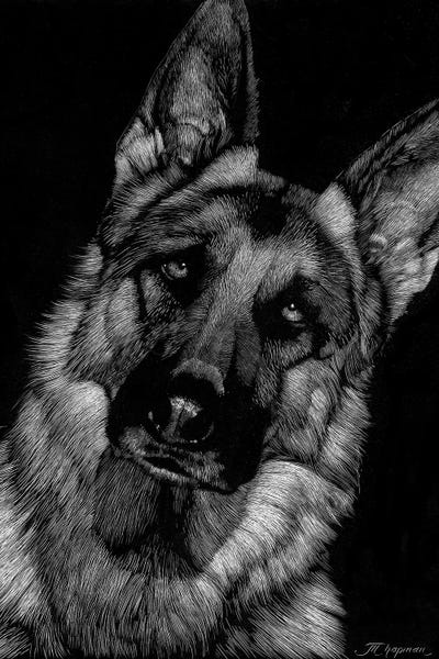 Canine Scratchboard II by Julie T. Chapman metal wall art