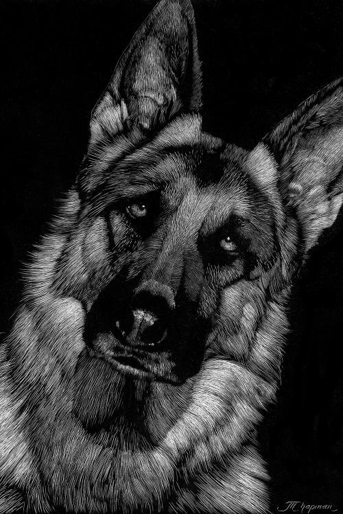 Canine Scratchboard II