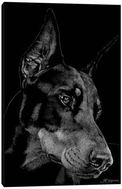 Canine Scratchboard III Canvas Art Print - Doberman Pinscher Art