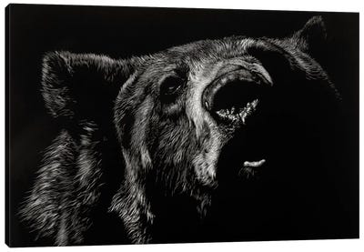 Critic Canvas Art Print - Black & White Animal Art