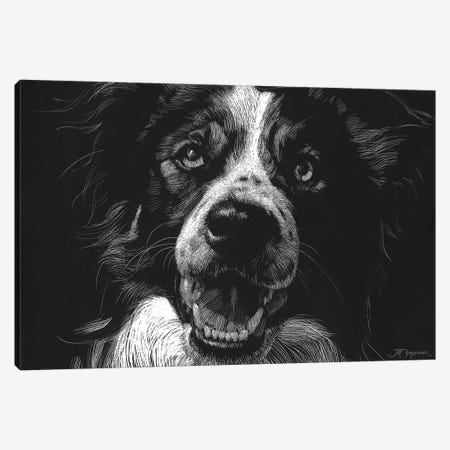 Canine Scratchboard XVIII Canvas Print #JTC64} by Julie T. Chapman Canvas Artwork