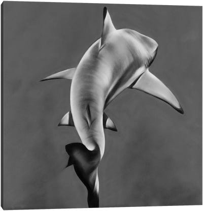 Loom Canvas Art Print - Great White Sharks