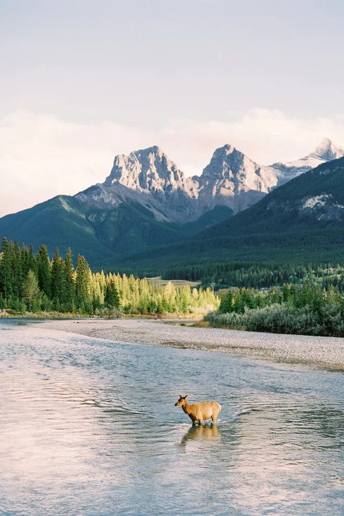 River Crossing In Banff