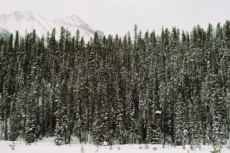 Winter Snow