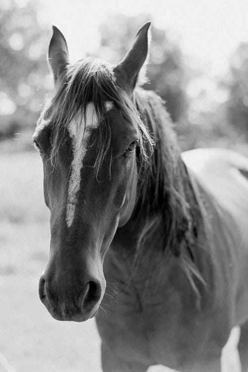 Portrait Of A Horse