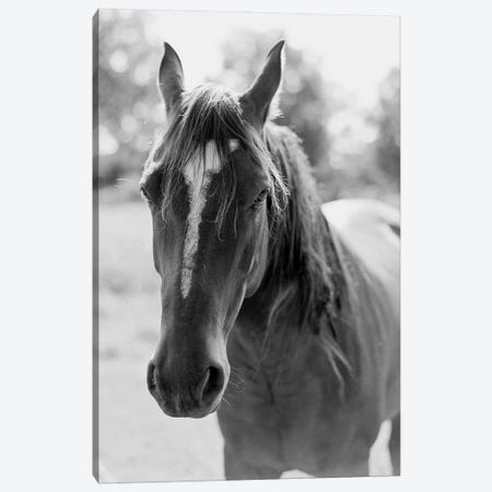 Portrait Of A Horse Canvas Print #JTM28} by Justine Milton Canvas Art Print