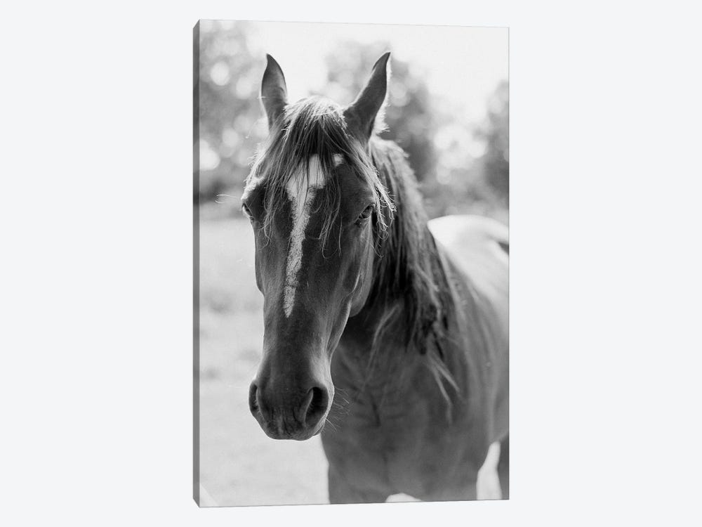 Portrait Of A Horse by Justine Milton 1-piece Canvas Wall Art