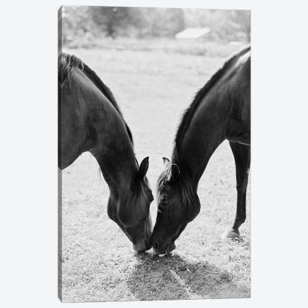 Horses Sharing Canvas Print #JTM29} by Justine Milton Canvas Print