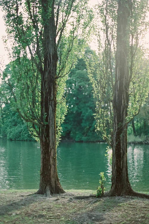 Lake Side Trees