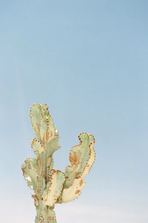 Lone Cactus