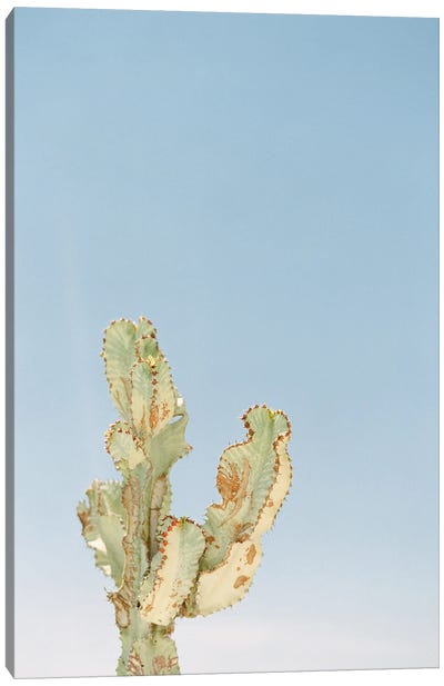 Lone Cactus Canvas Art Print - Justine Milton