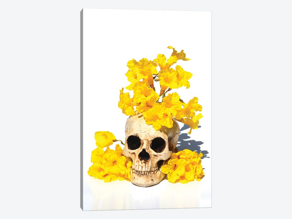 Skull& Tabebuia by Jonathan Brooks 1-piece Canvas Artwork