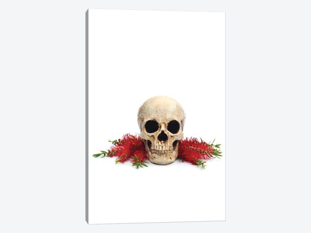 Skull & Bottlebrush by Jonathan Brooks 1-piece Art Print