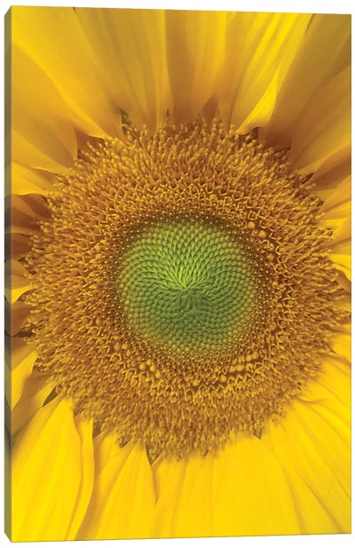 Sunflower Center Canvas Art Print - Jonathan Brooks