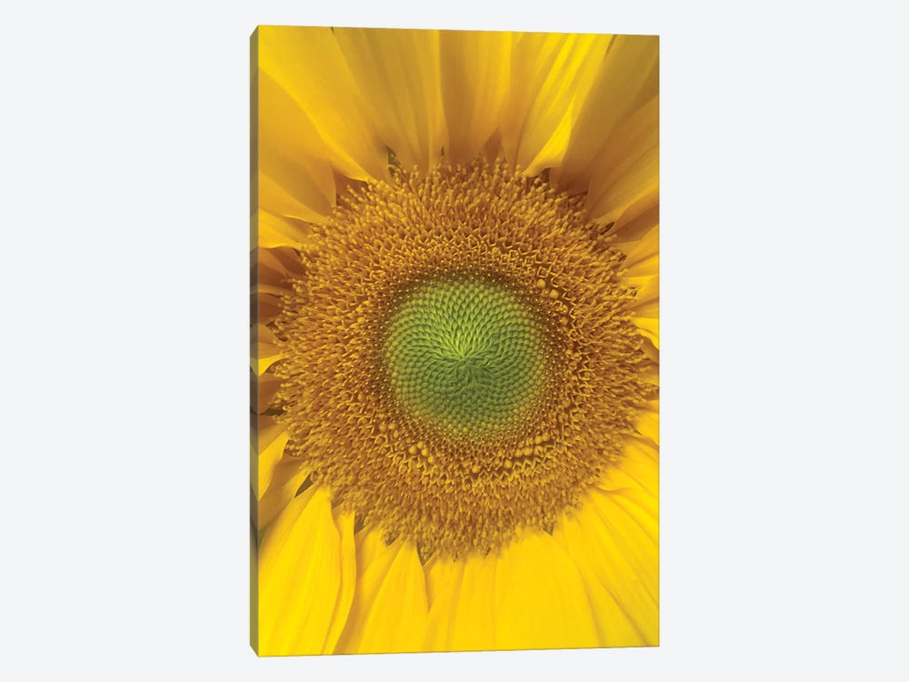 Sunflower Center by Jonathan Brooks 1-piece Canvas Art Print