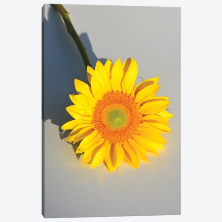 On The Bright Side Canvas Print #JTN133} by Jonathan Brooks Canvas Artwork