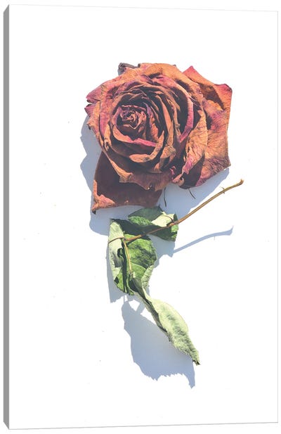 Faded Rose Canvas Art Print - Jonathan Brooks