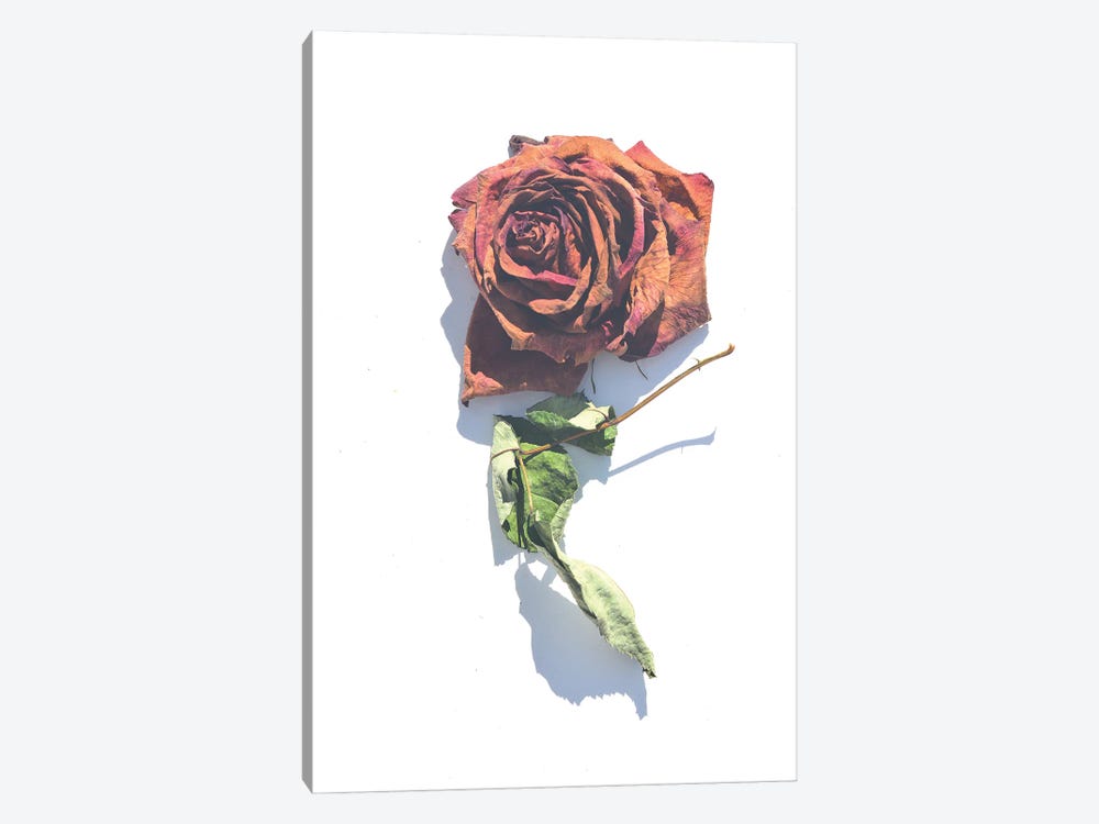 Faded Rose by Jonathan Brooks 1-piece Canvas Artwork