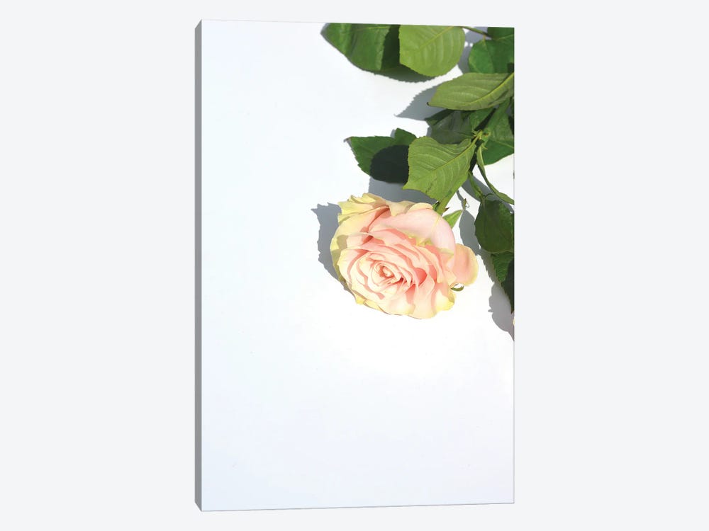 Pink Rose by Jonathan Brooks 1-piece Canvas Print