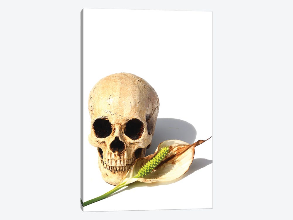 Skull & Peace Lily by Jonathan Brooks 1-piece Canvas Artwork