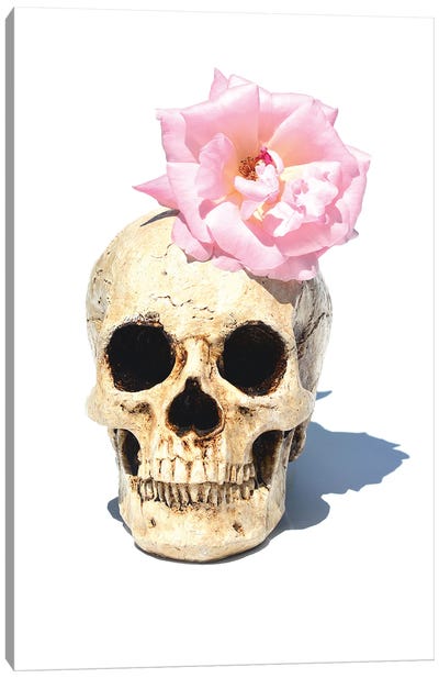 Skull & Pink Rose Canvas Art Print - Jonathan Brooks