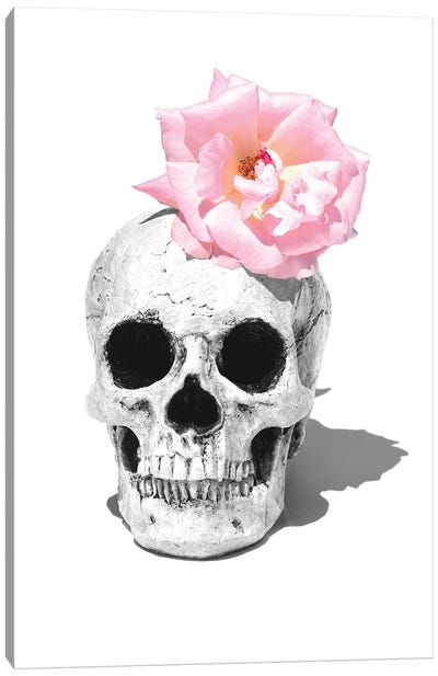 Skull & Pink Rose Black & White Canvas Art Print - Jonathan Brooks