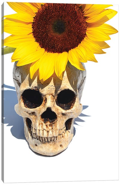 Skull & Sunflower Canvas Art Print - Jonathan Brooks