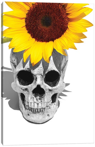Skull & Sunflower Black & White Canvas Art Print - Jonathan Brooks