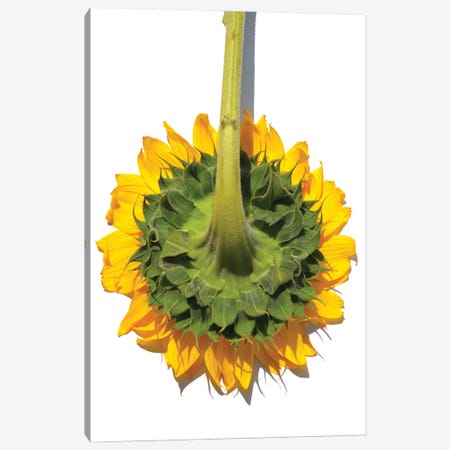 Sunflower Back Canvas Print #JTN54} by Jonathan Brooks Canvas Artwork