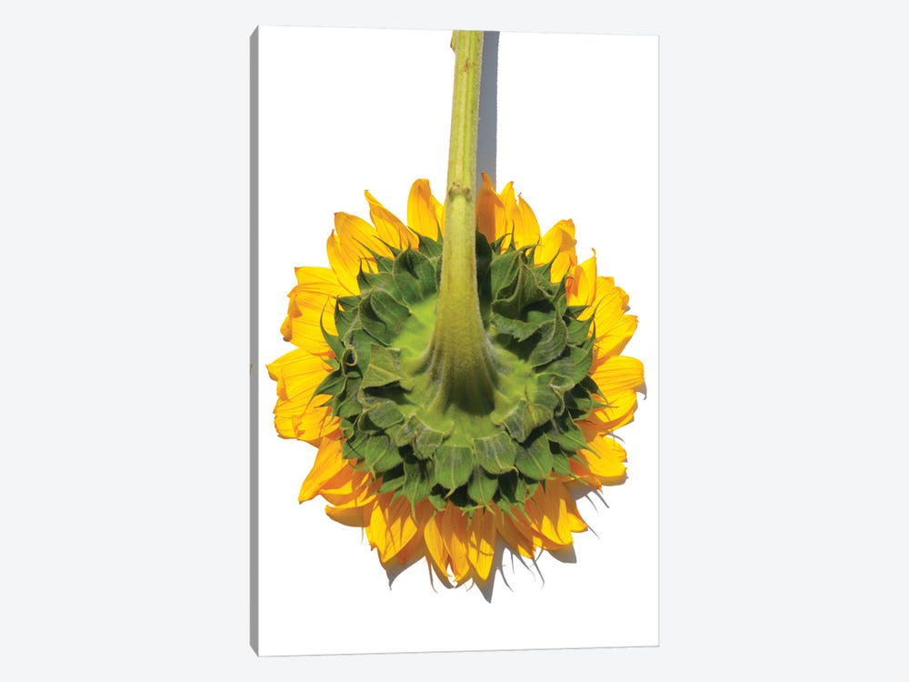 Sunflower Back by Jonathan Brooks 1-piece Canvas Print