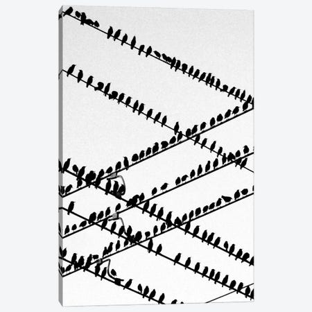 The Birds Canvas Print #JTN57} by Jonathan Brooks Canvas Artwork