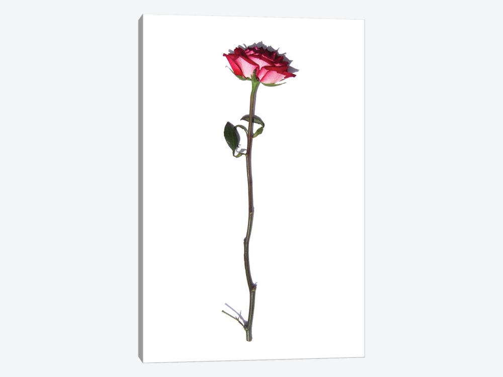 The Rose by Jonathan Brooks 1-piece Canvas Artwork