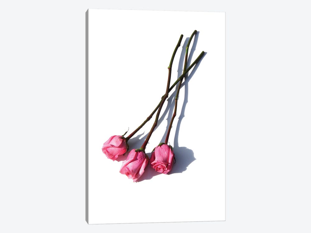 Three Pink Roses by Jonathan Brooks 1-piece Canvas Art Print