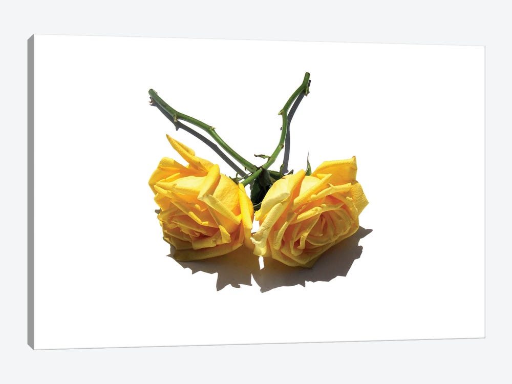 Two Yellow Roses by Jonathan Brooks 1-piece Canvas Print