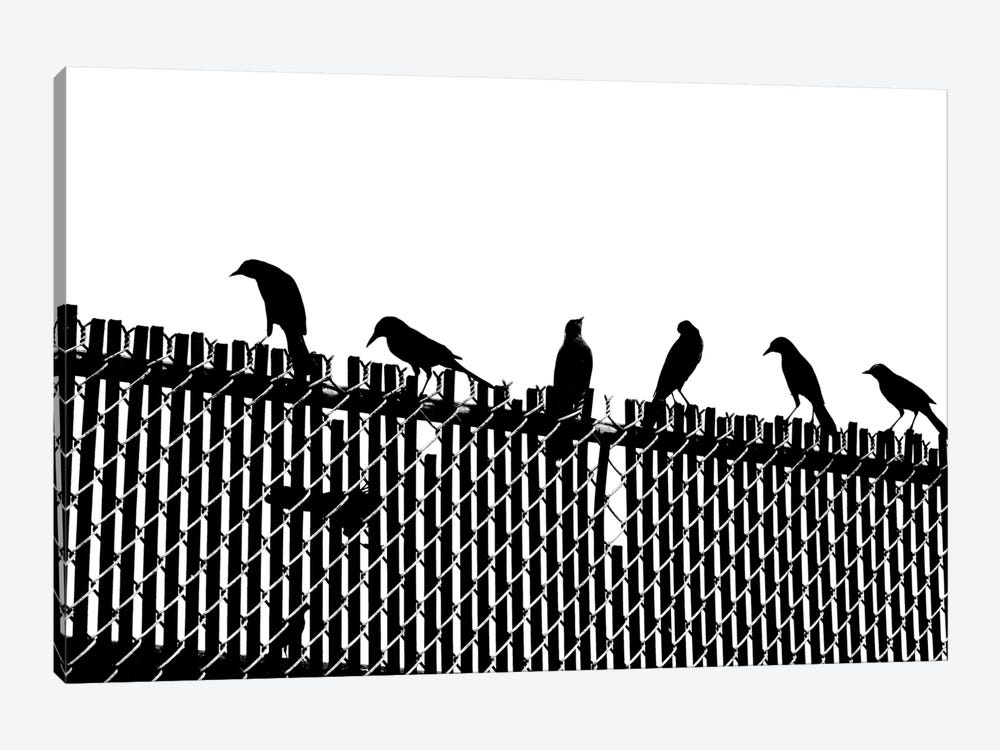 Bird Fence by Jonathan Brooks 1-piece Canvas Art