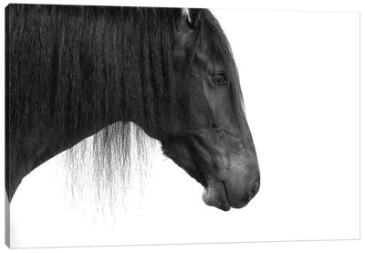 Happy Horse Canvas Art Print - Jonathan Brooks