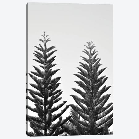 Whispering Pines Canvas Print #JTN85} by Jonathan Brooks Canvas Print