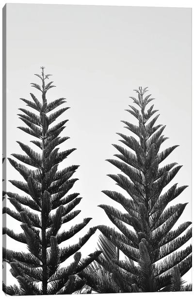 Whispering Pines Canvas Art Print - Jonathan Brooks