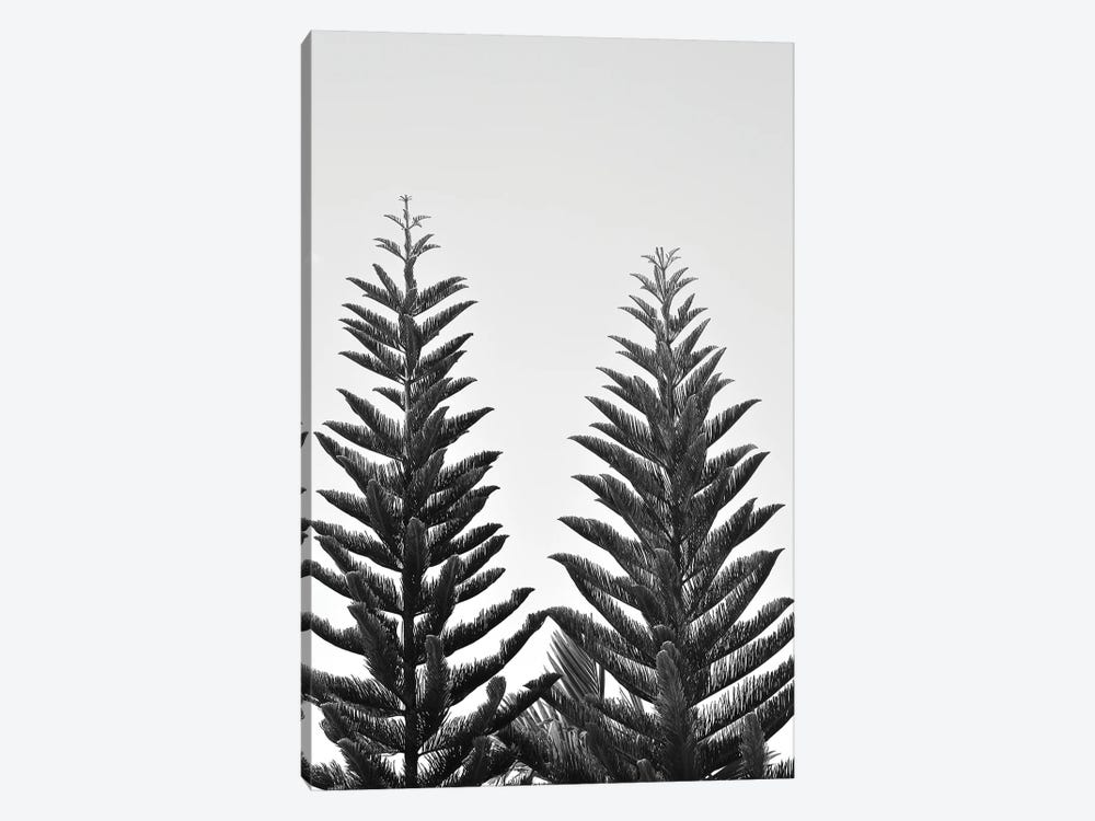 Whispering Pines by Jonathan Brooks 1-piece Canvas Print