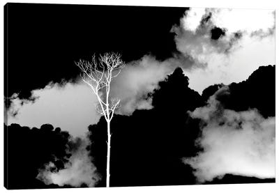 Black Sky, White Tree Canvas Art Print - Jonathan Brooks