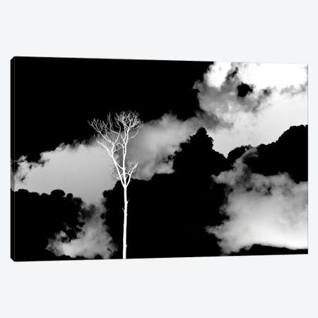 Black Sky, White Tree Canvas Print #JTN90} by Jonathan Brooks Canvas Art Print