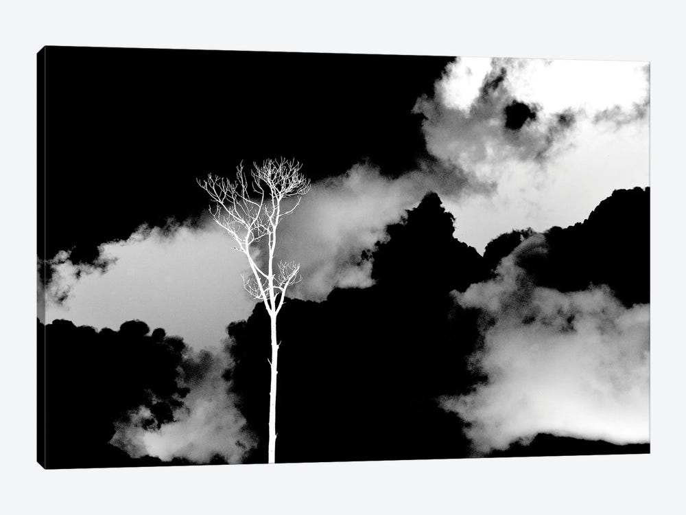 Black Sky, White Tree by Jonathan Brooks 1-piece Art Print
