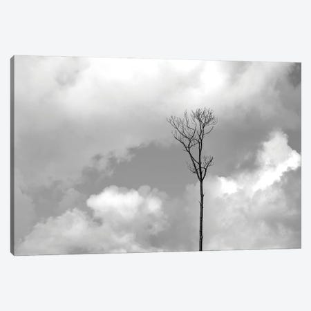 Grey Sky, Black Tree Canvas Print #JTN92} by Jonathan Brooks Canvas Print