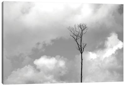 Grey Sky, Black Tree Canvas Art Print - Jonathan Brooks