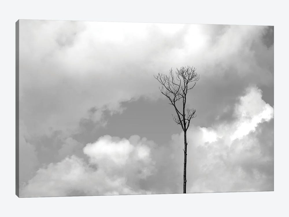 Grey Sky, Black Tree by Jonathan Brooks 1-piece Canvas Art Print