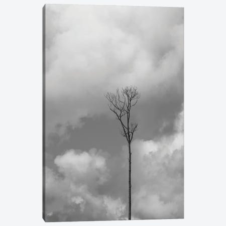 Grey Sky, Grey Tree Canvas Print #JTN93} by Jonathan Brooks Canvas Art Print