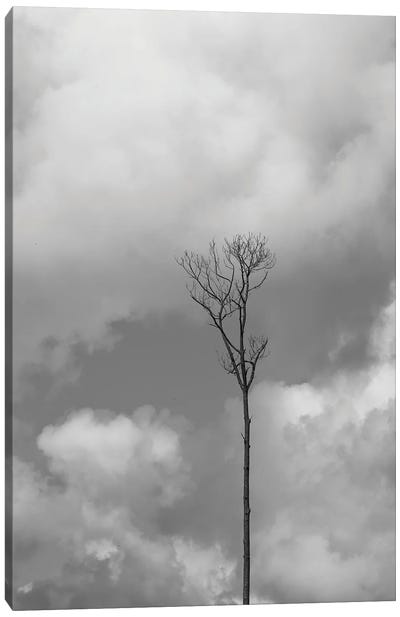 Grey Sky, Grey Tree Canvas Art Print - Jonathan Brooks