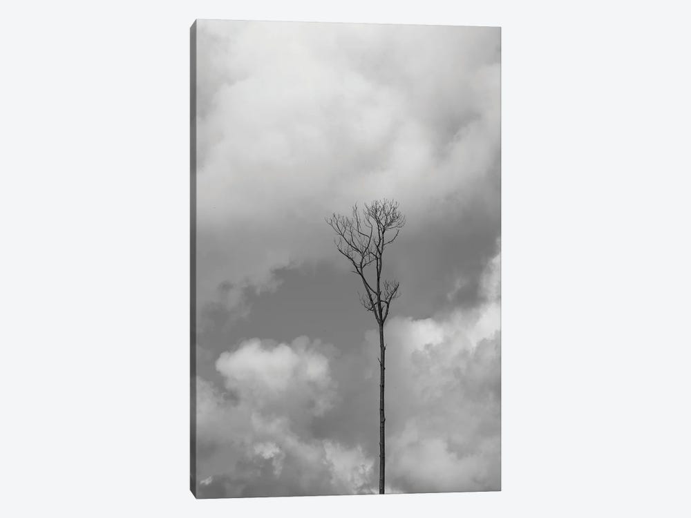 Grey Sky, Grey Tree by Jonathan Brooks 1-piece Canvas Artwork