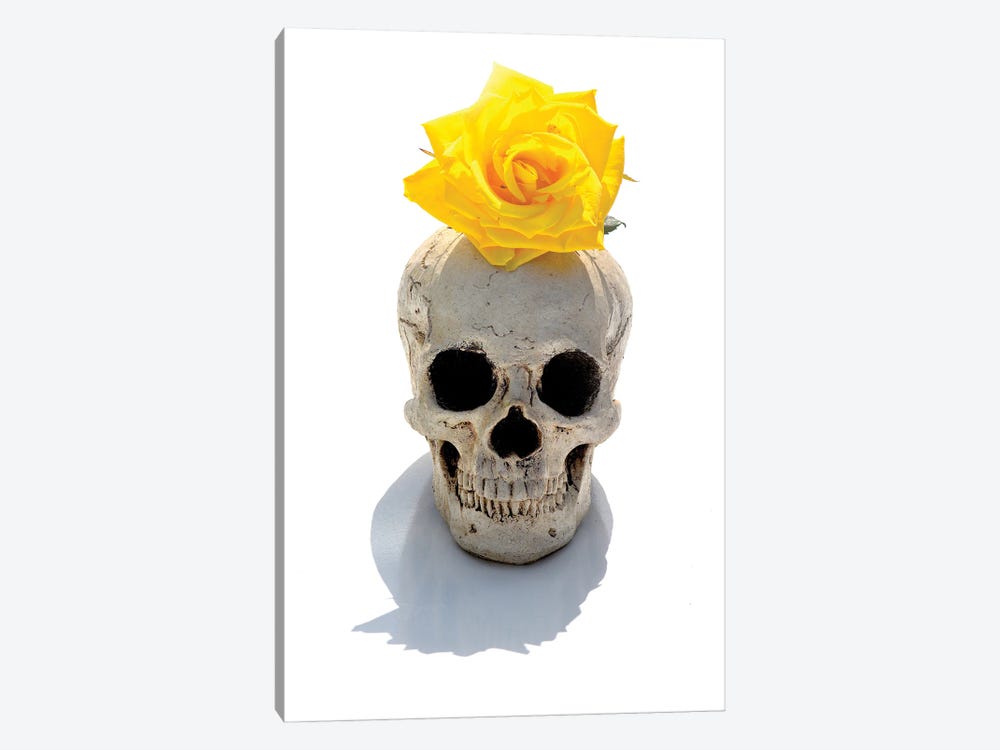 Skull & Yellow Rose by Jonathan Brooks 1-piece Canvas Art Print
