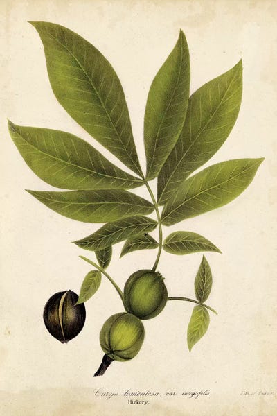 Botanical Illustrations: Hickory Tree Foliage by John Torrey
